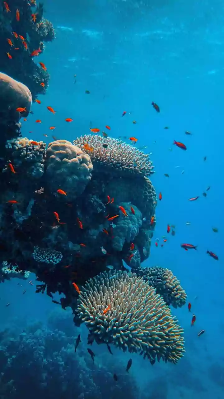 Sustainable Travel Protocols Balance Island Tourism Growth And Coral Reef Conservation In Lakshadweep