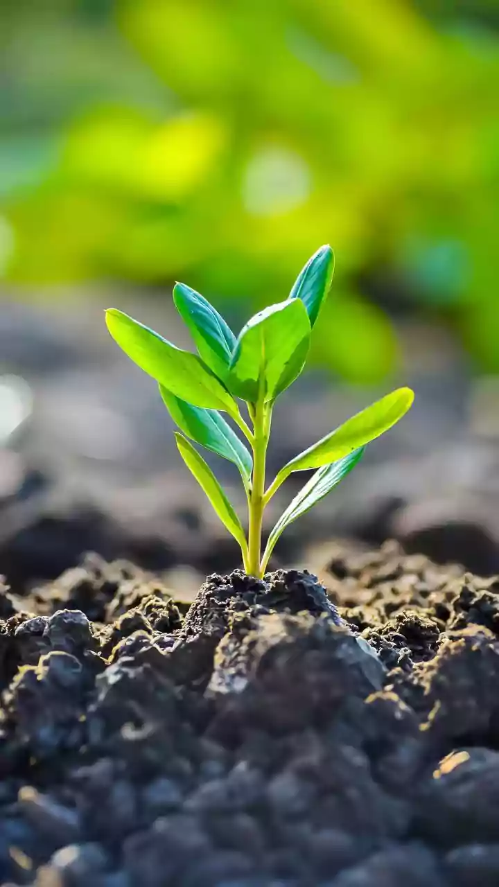 Grow Your Own Miracle Tree: A Beginner's Guide to Cultivating Moringa at Home