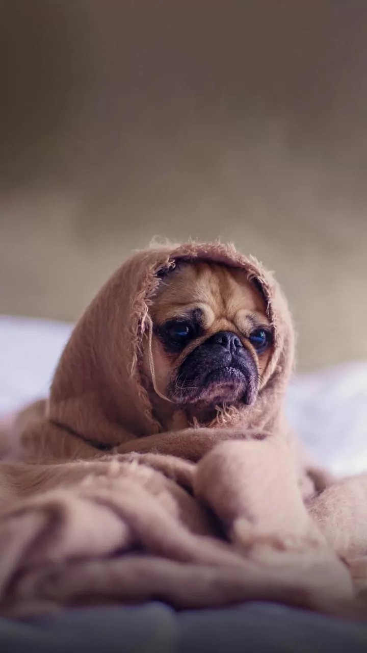 Braquicefalia: os riscos e cuidados com pets de “cara achatada”