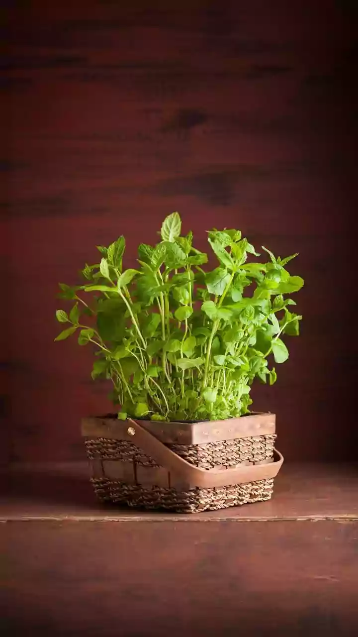These Kitchen Herbs Can Flourish Even Without Full Sun During India's Monsoon