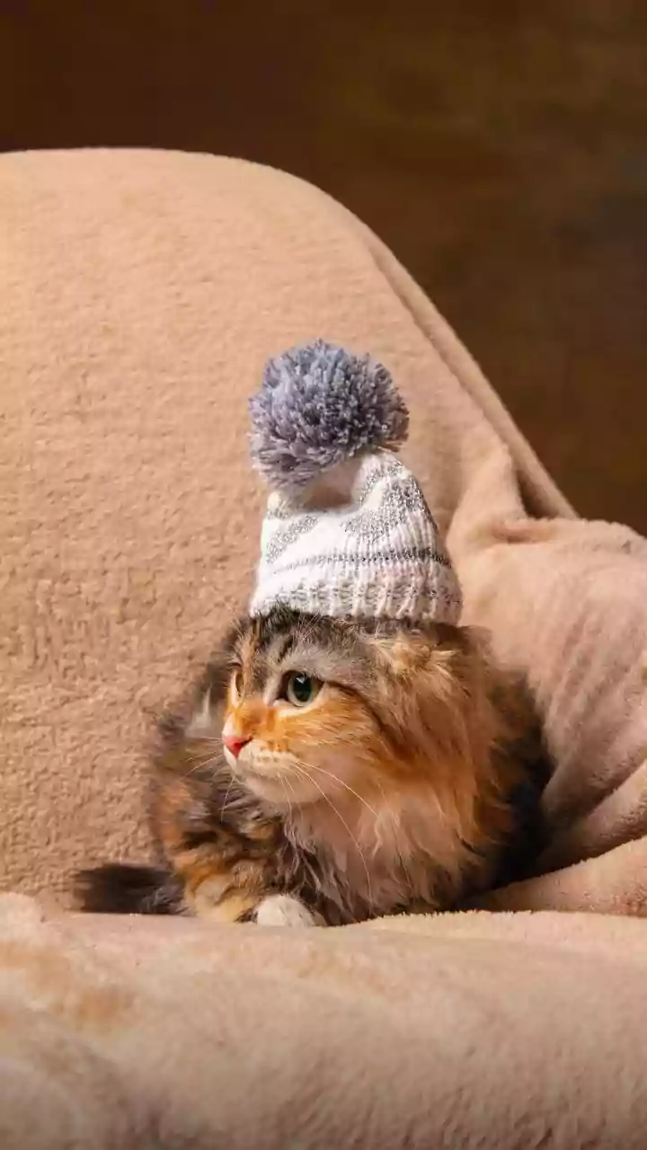 Feline Fashion Statement: Traveler's Cat Hat Goes Viral, Sparks Airport Antics