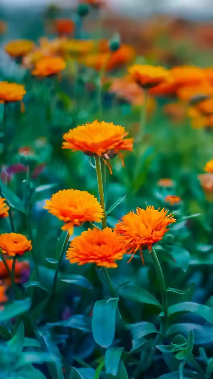 Noida Flower Show 2026: Date, timings, nearest metro station and highlights this year