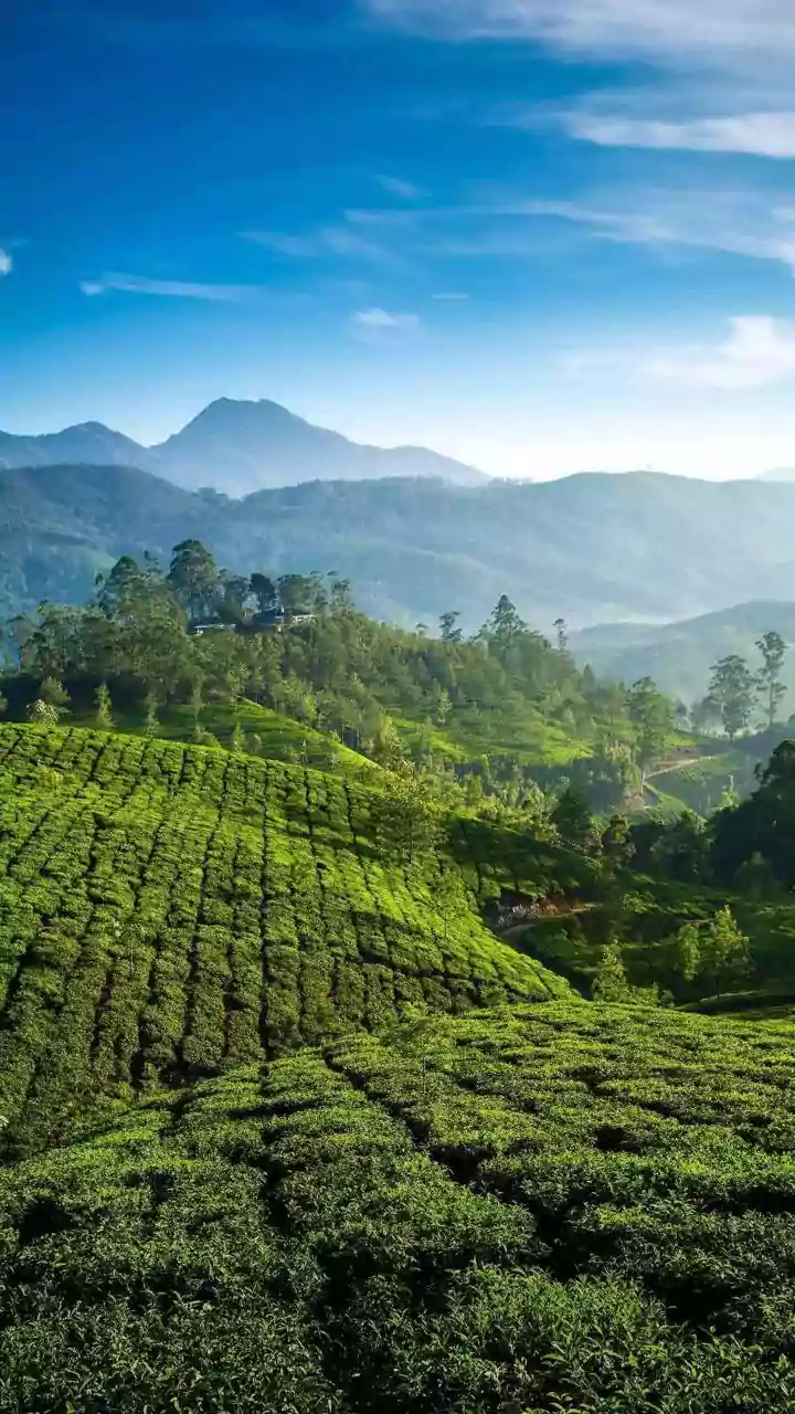 Why Artisanal Orthodox Teas From Nilgiris Make Superior Health-Boosting Cold Brews
