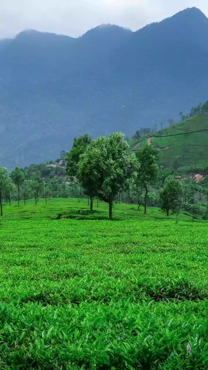 Discover the World's Most Enchanting, Uncrowded Tea Plantations