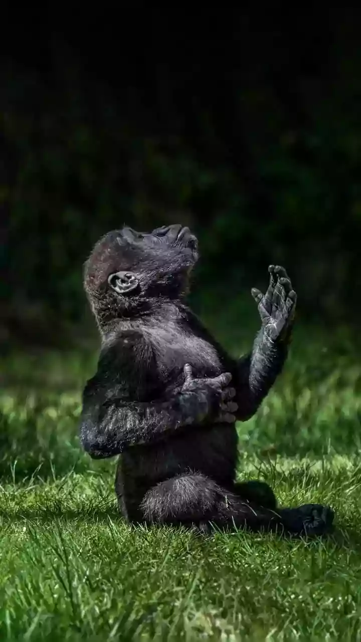 Smartest Animals: A Glimpse into the Animal Kingdom's Elite