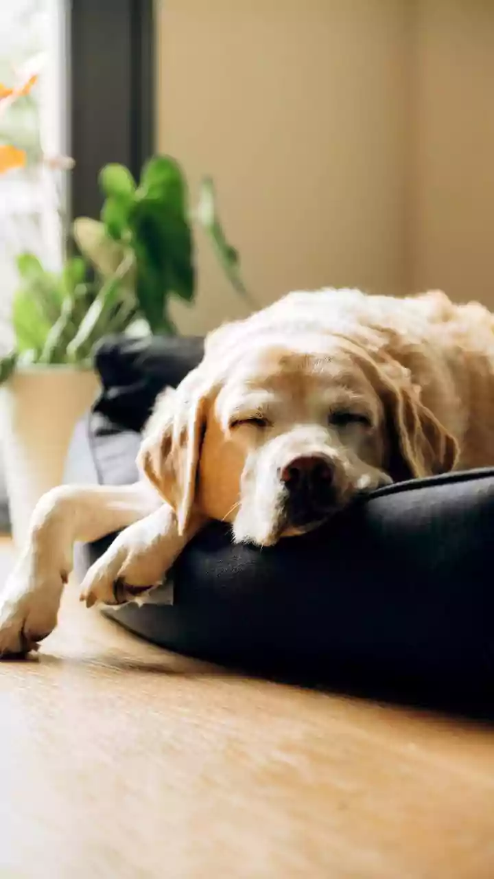 Floor Cleaners Need a Pet-Safety Check Before Use