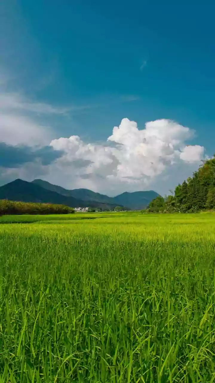 Assam's Rainy Landscapes Offer Peaceful Escapes For Nature Enthusiasts