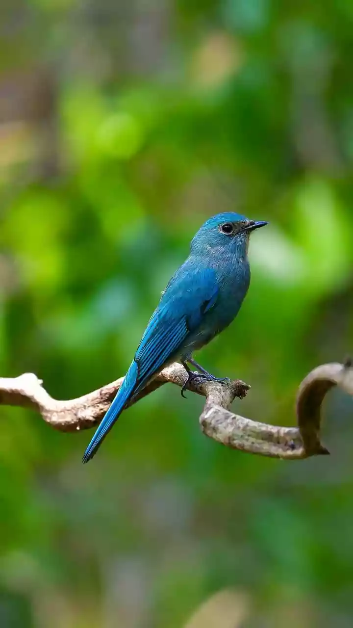 Start South Andaman Birding Planning with Guide Quality, Not Just a Sightings List Alone after South Andaman's Rainforest Birding Trail