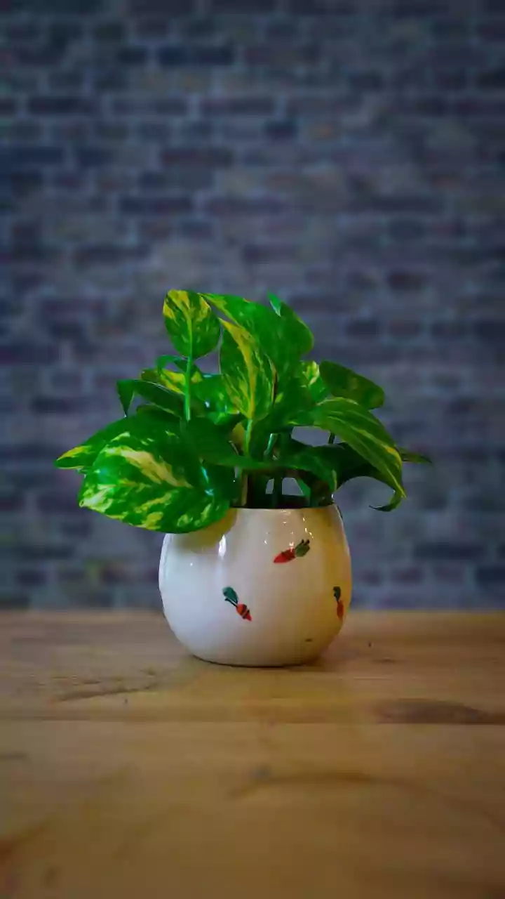 How to style indoor plants with ceramic planters