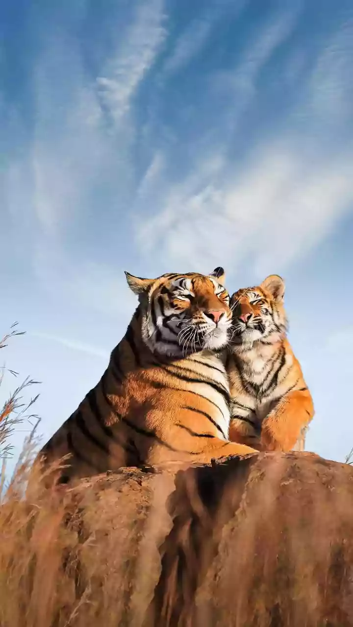 Animal Love Lives: Affairs, Breakups & More!