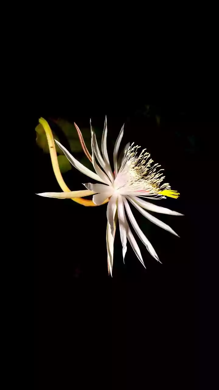Perfume natural no jardim: 5 plantas que deixam o quintal cheiroso quando a noite chega