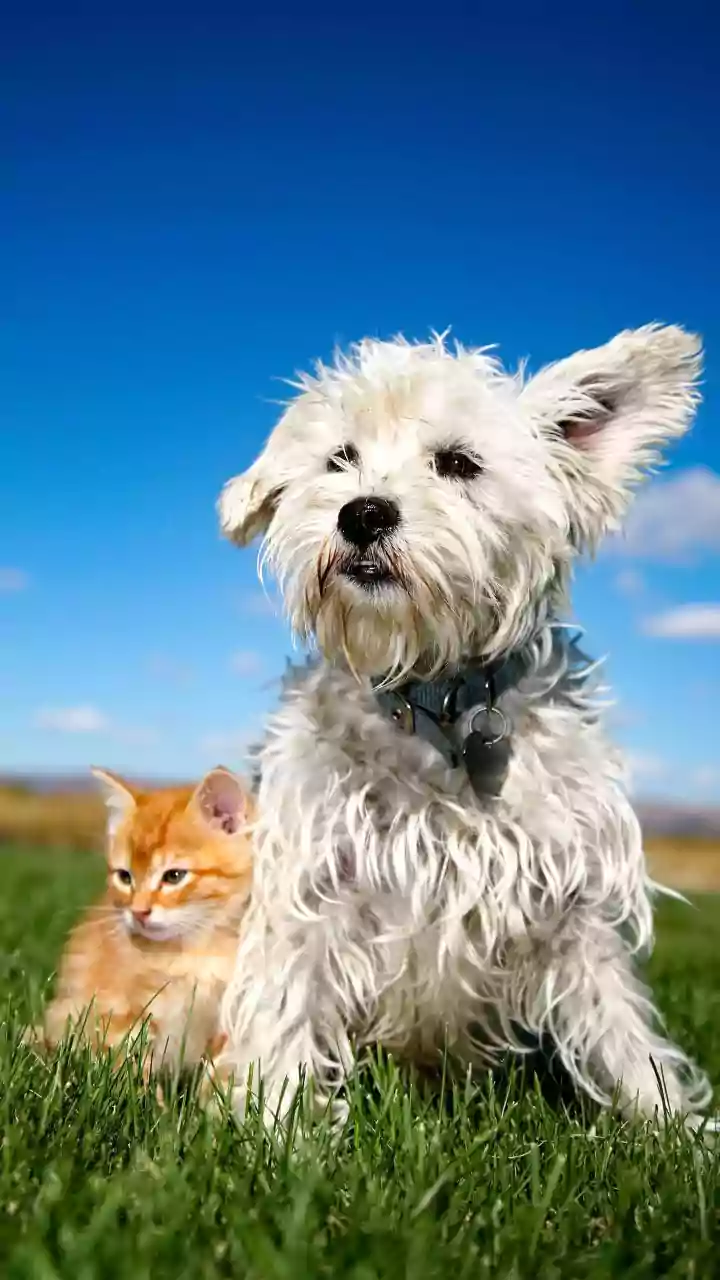 Harmony at Home: 5 Dog Breeds That Coexist Peacefully with Cats