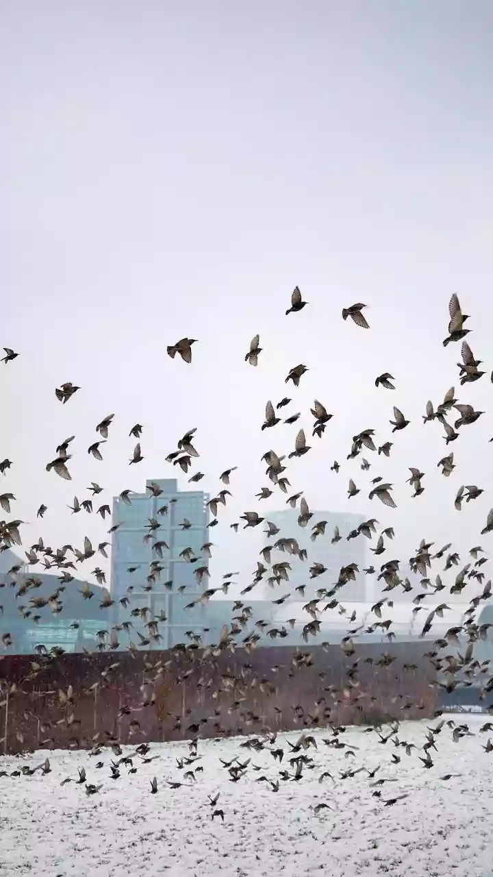 Midnight Melodies: Decoding the Mystery of Nocturnal Birdsong