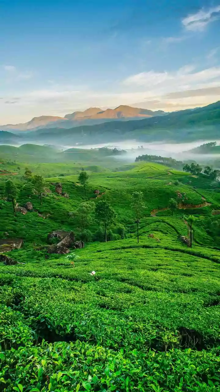 Munnar Misty Cardamom Plantation Glamping Pods Are Peak Romance