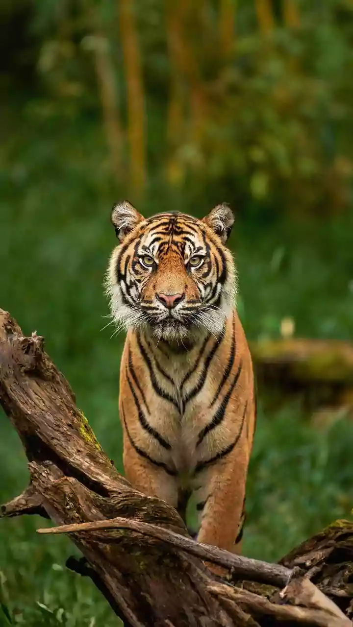 Wild Tigers More Than Triple in Nepal as Conservation Work Expands