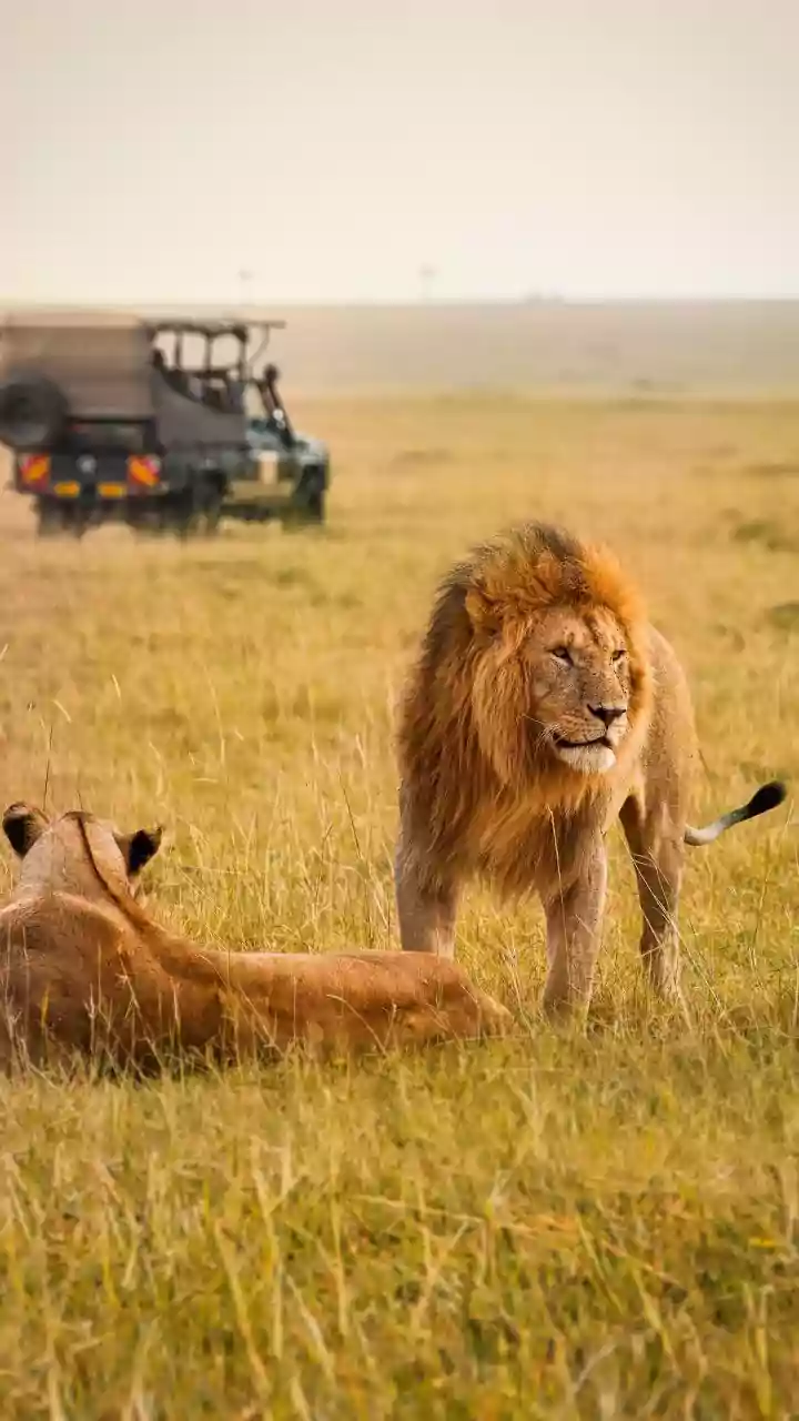 Essential Safety Rules Travellers Must Follow During Cold Morning Safaris In November Reserves