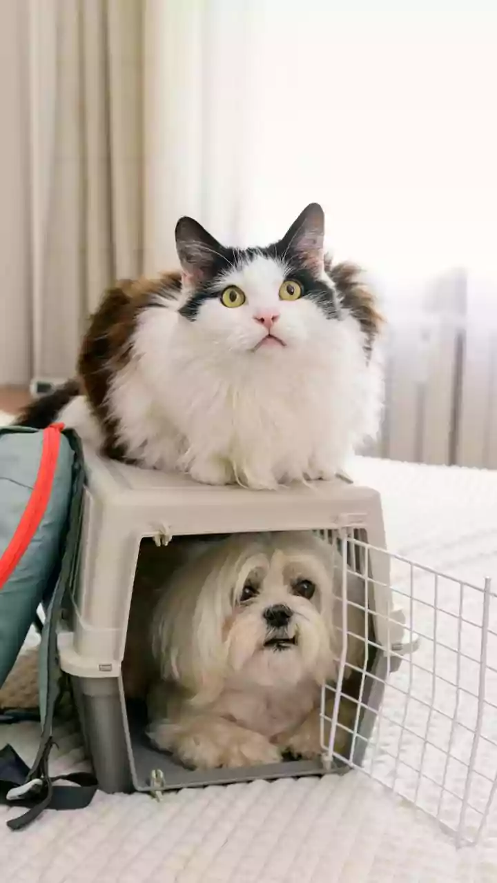 Pet Policies Are The Fine Print Travellers Check
