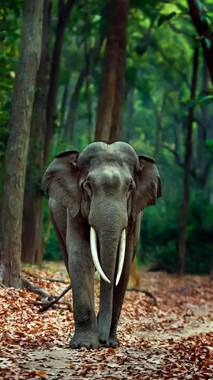 J''khand preparing 10-year vision plan to mitigate man-animal conflicts, restore forests