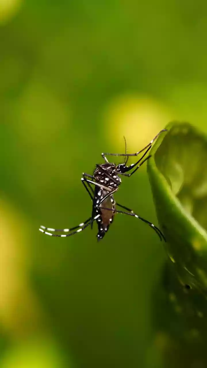 "Não resta dúvida sobre a eficácia da vacina da dengue", diz Padilha.Vejavídeo