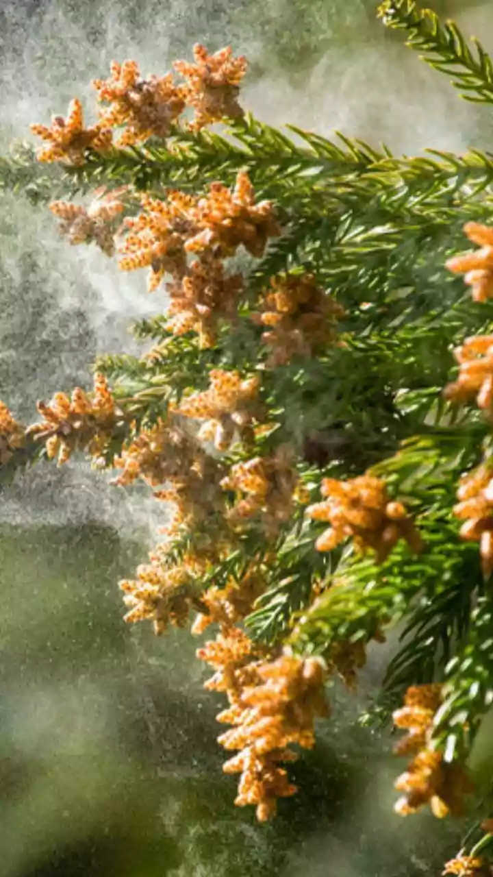 The New Chhattisgarh Pollen Study Brings Pollen Records into Ancient Monsoon Research