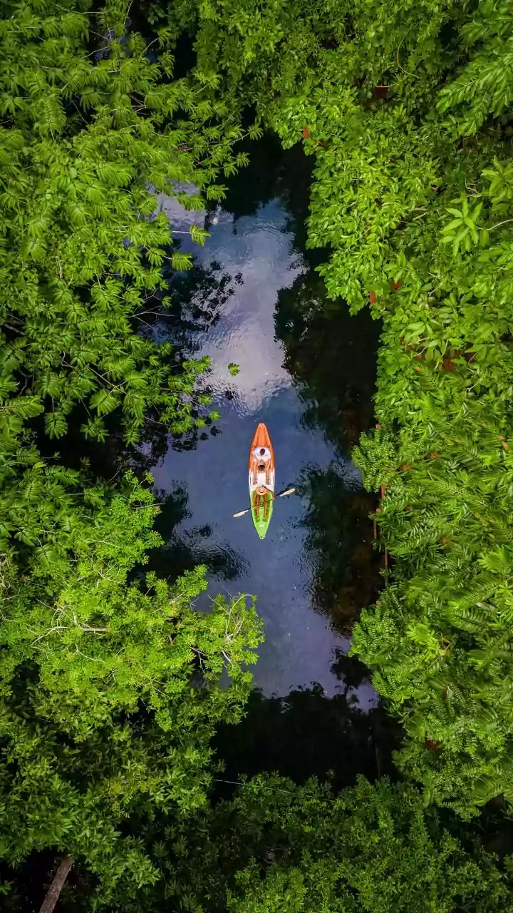 Kayakers, paddle across Gabon's pristine mangroves