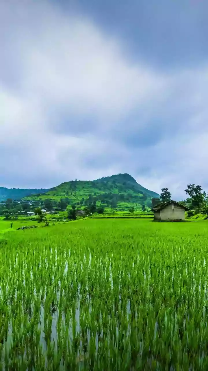 Monday market wrap: what June's below-normal rainfall forecast means for farm and FMCG stocks