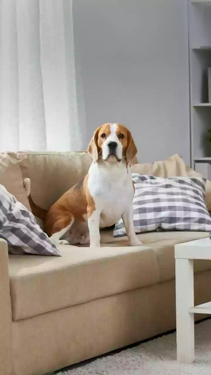 Do Not Let Pets Walk Through Freshly Cleaned Areas
