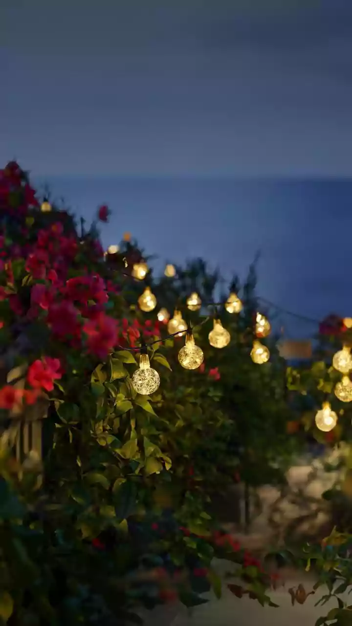 Why Overwatering Can Harm Balcony Plants During Monsoon