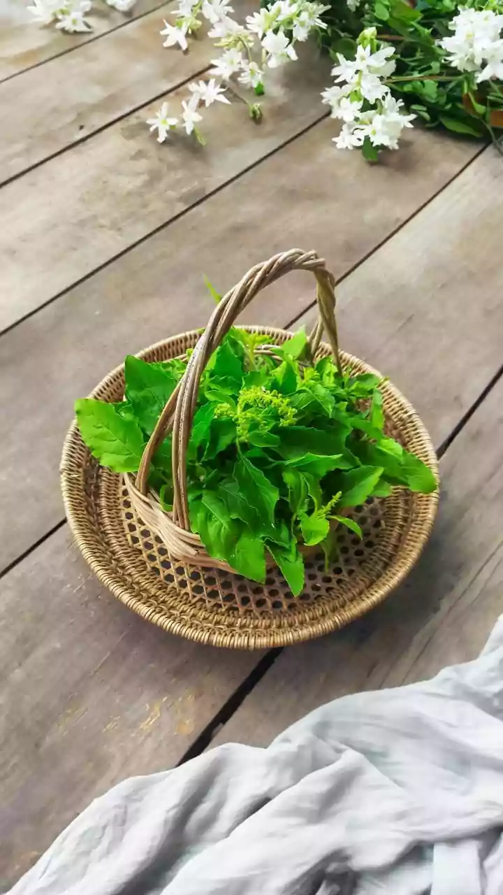 Balcony Herb Gardening During Rains: How To Grow Basil, Mint, And Lemongrass