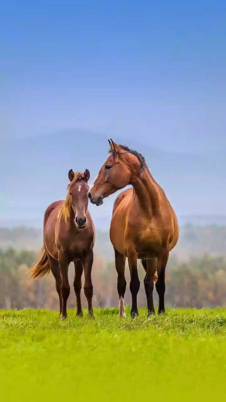 Cavalos podem ajudar no equilíbrio emocional? A ciência começa a investigar