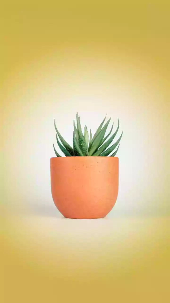 Small Shell Containers Dry Faster than Standard Plant Pots