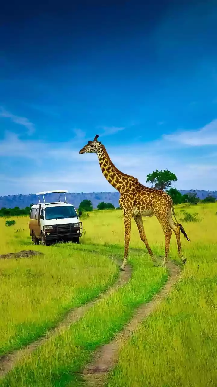 Crafting Your Dream African Safari: A Complete Guide