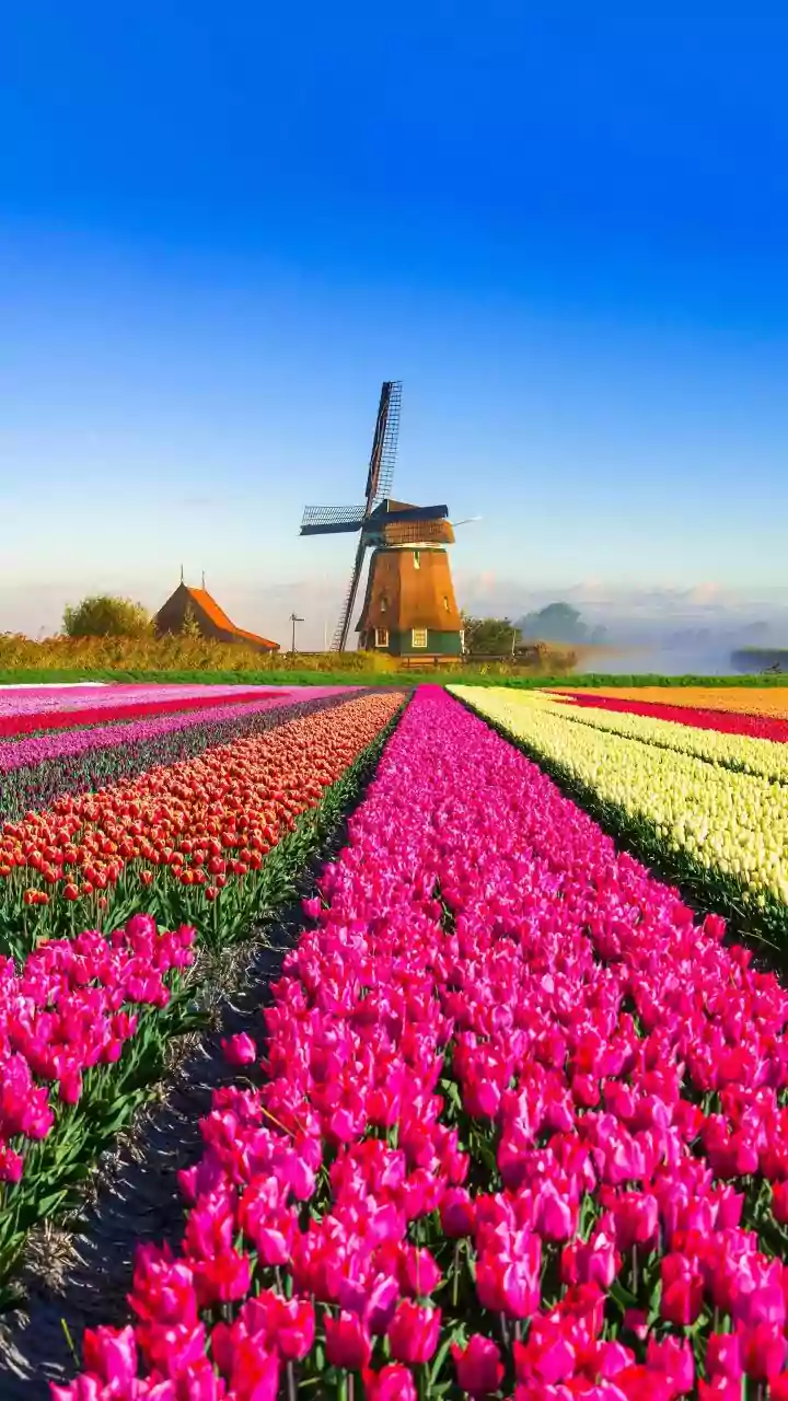 India-Netherlands Establish Joint Trade & Investment Committee To Boost Economic Ties