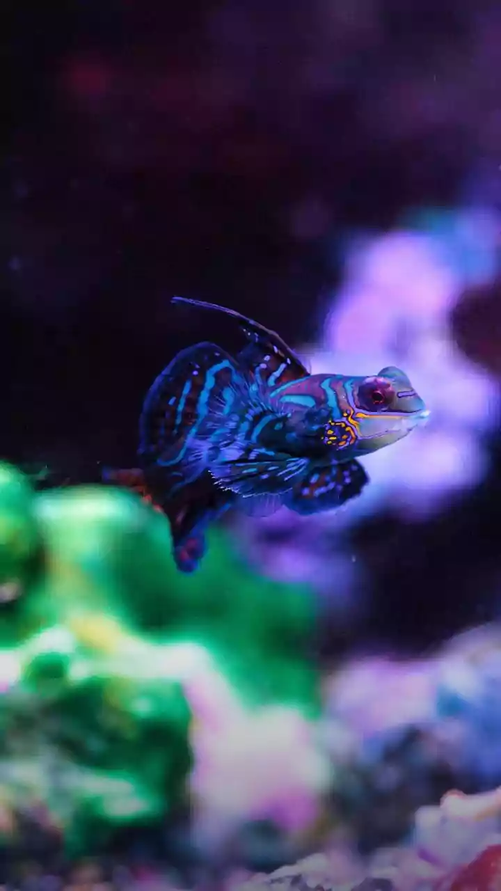 5 Aquarium Wonders That Naturally Clean