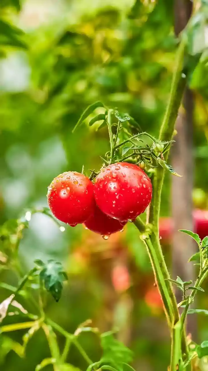 These Rain-Loving Vegetables Grow Like Magic