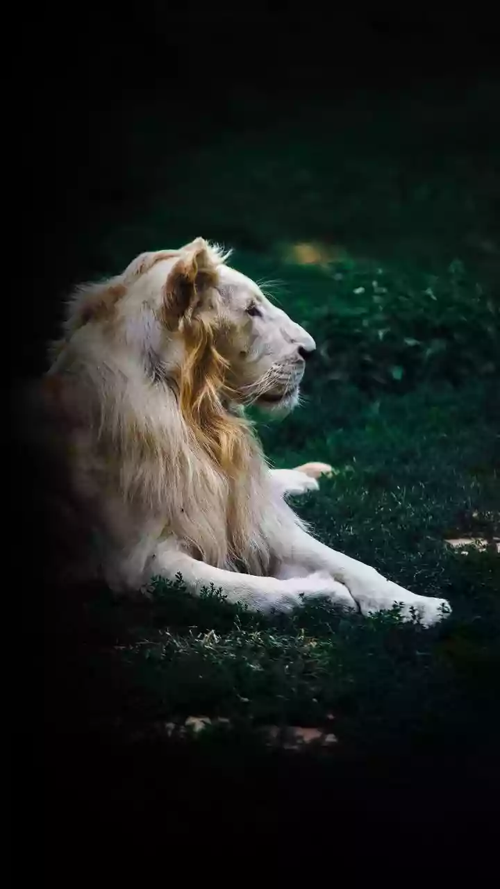 Barda Sanctuary In Gujarat: The Lion Habitat Gaining Attention Beyond Gir