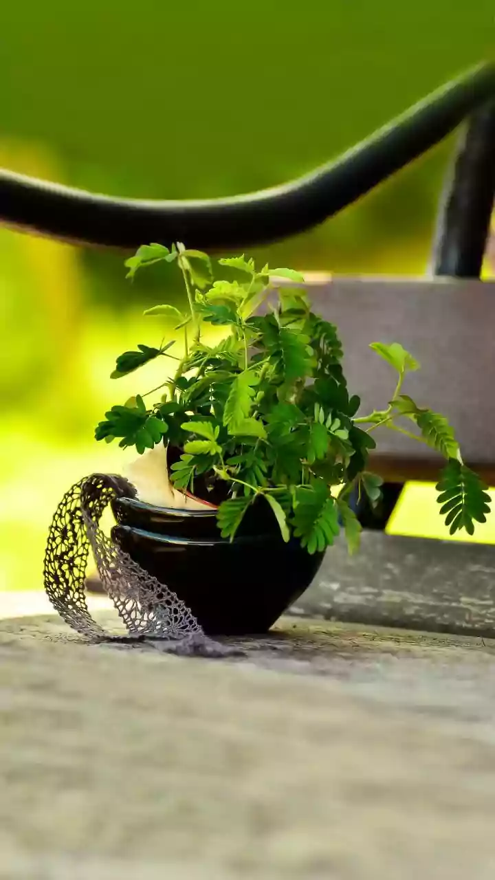 This Plant Makes Indoor Gardening More Interesting