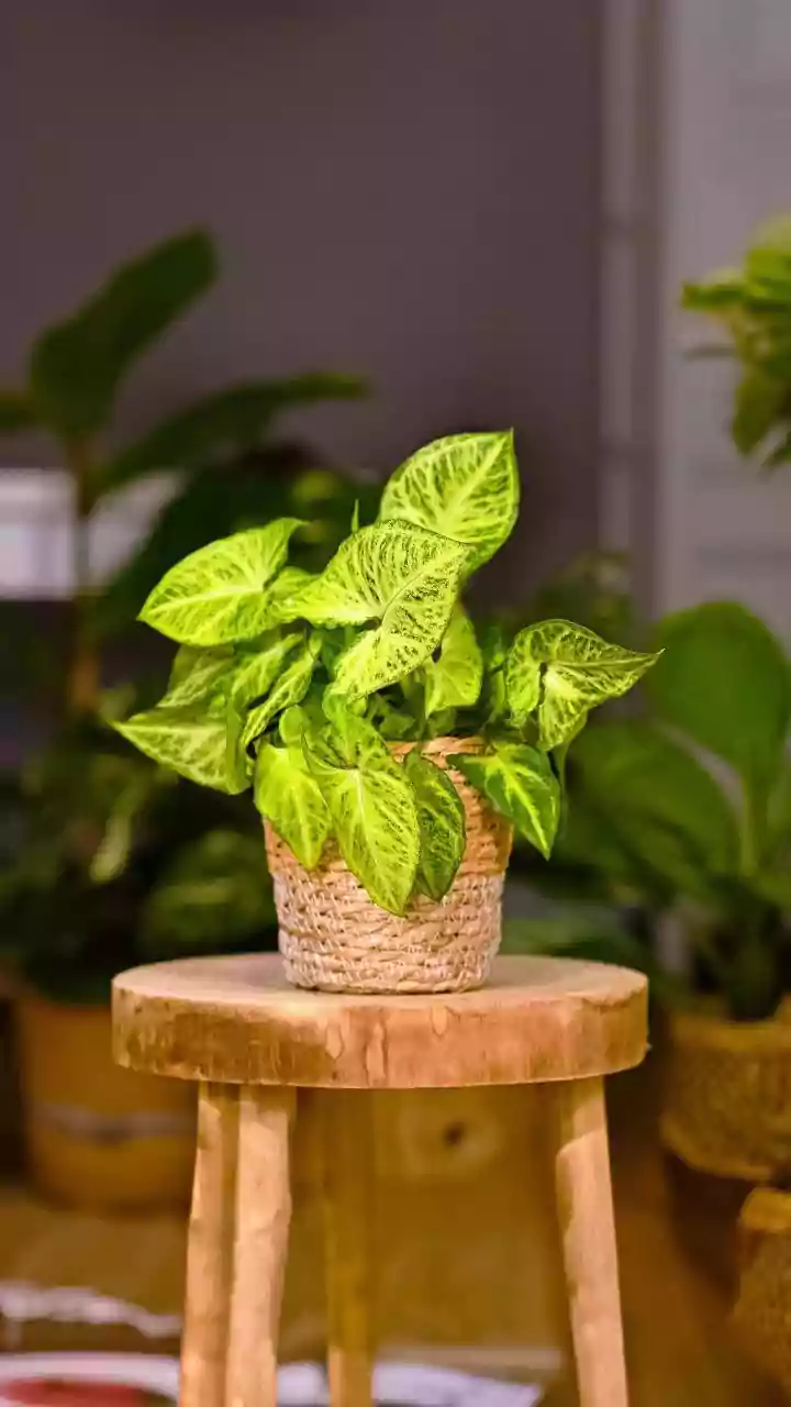 Indian Pet Parents Are Choosing Safer Indoor Greens