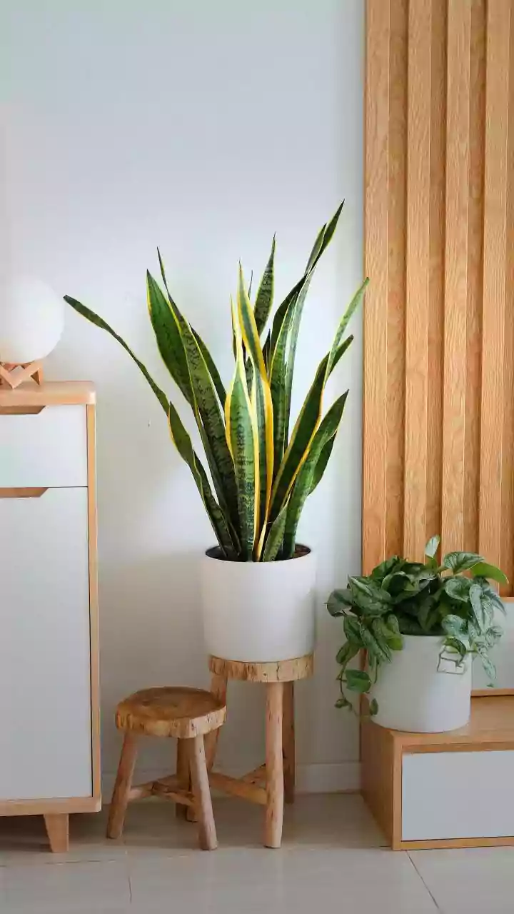 10 Snake Plants: Cultivate Beauty Indoors