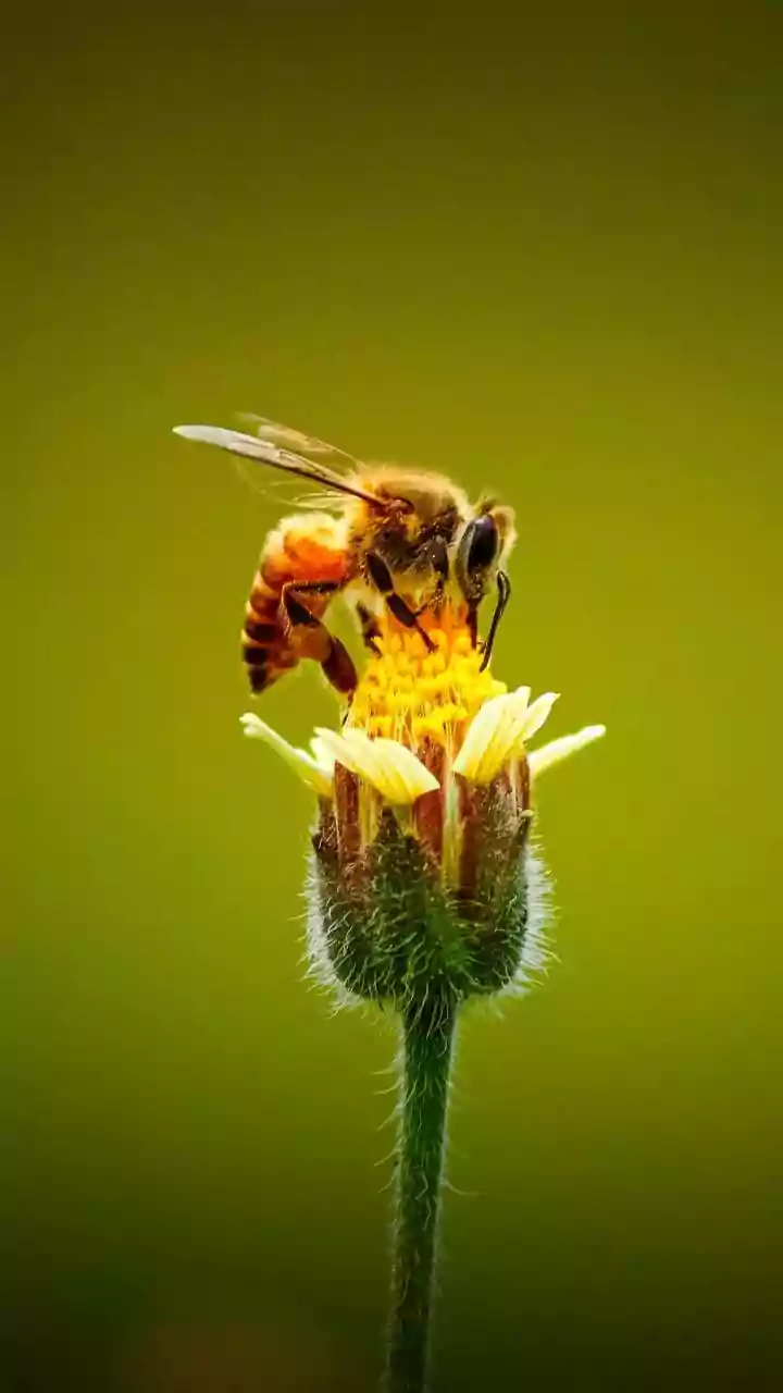 Bee's Buzzz: Decoding Alien Communication?