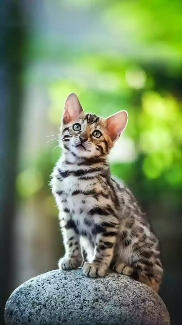 Optical Illusion Test: Cat, Rock, or Face? Discover Your Core Personality Trait!