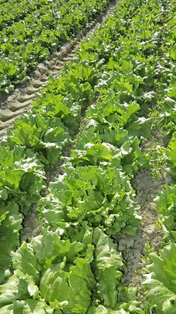 Director Agriculture Jammu Reviews Progress Under HADP