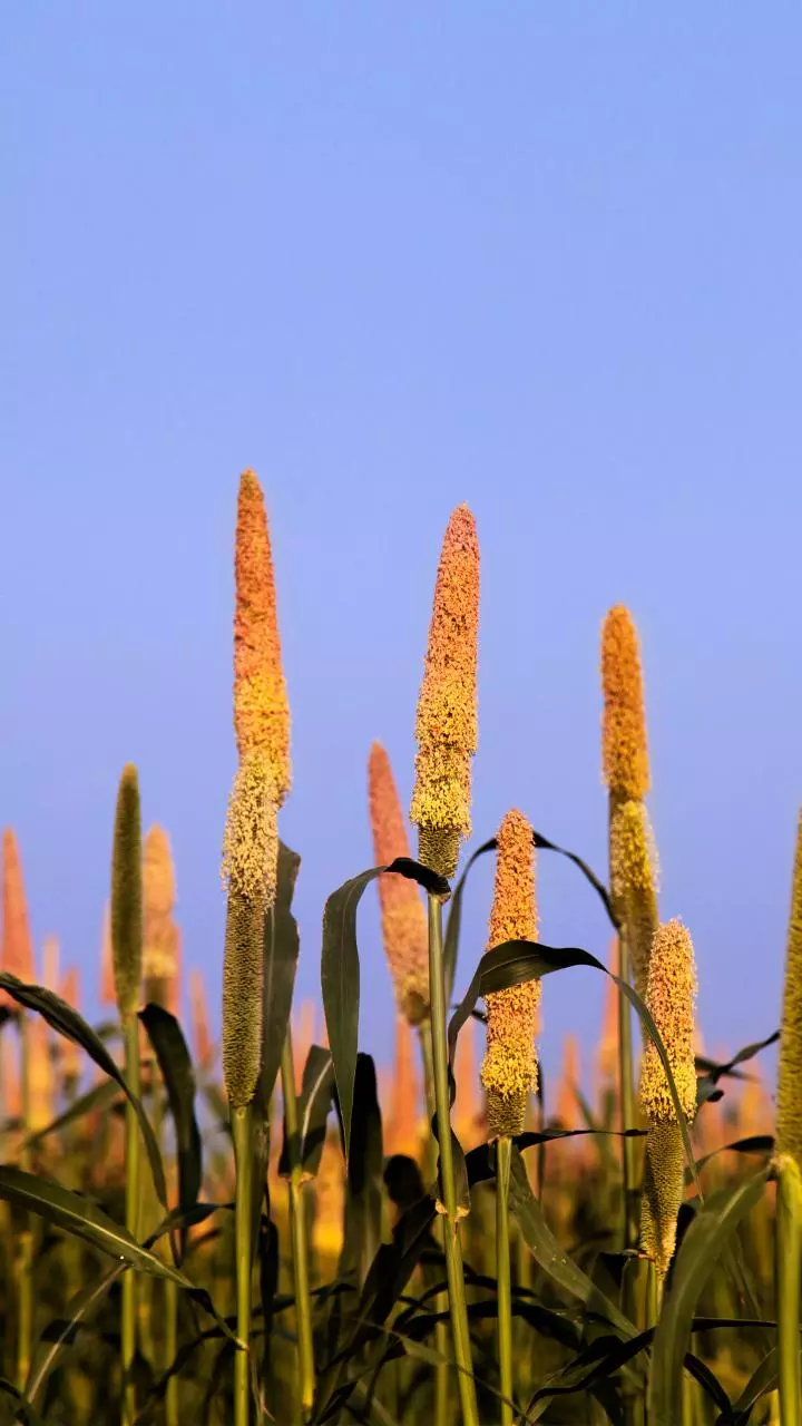 Gujarat to buy farmers' kharif crops at MSP: Details here