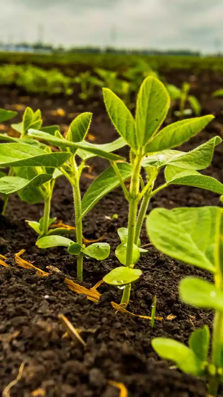 Maharashtra farmer gets Rs 6 aid for crop losses; says can't even buy cup of tea with it