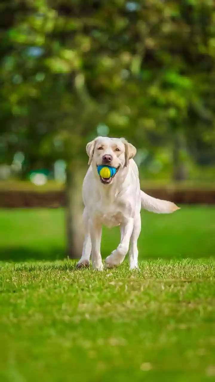 Why Apartment Dog Parks Are Implementing Strict Rules For Group Play Sessions