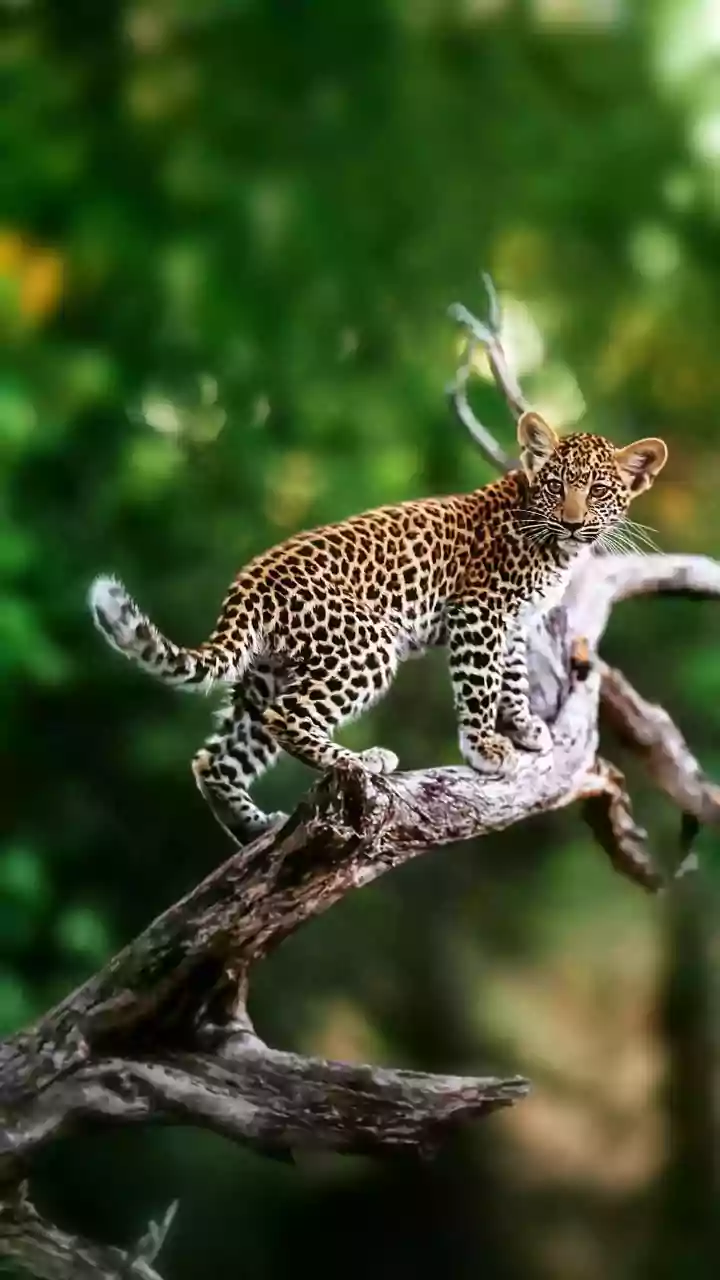 Tail Tales: 5 Animals with Amazing Tails