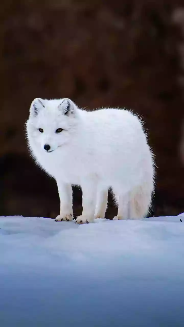 Amazing Animals Thriving in Extreme Climates