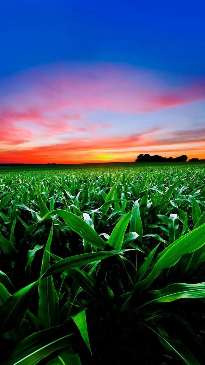Crop Diversity And Hidden Hunger may be a nutrition strategy as well as a farming goal