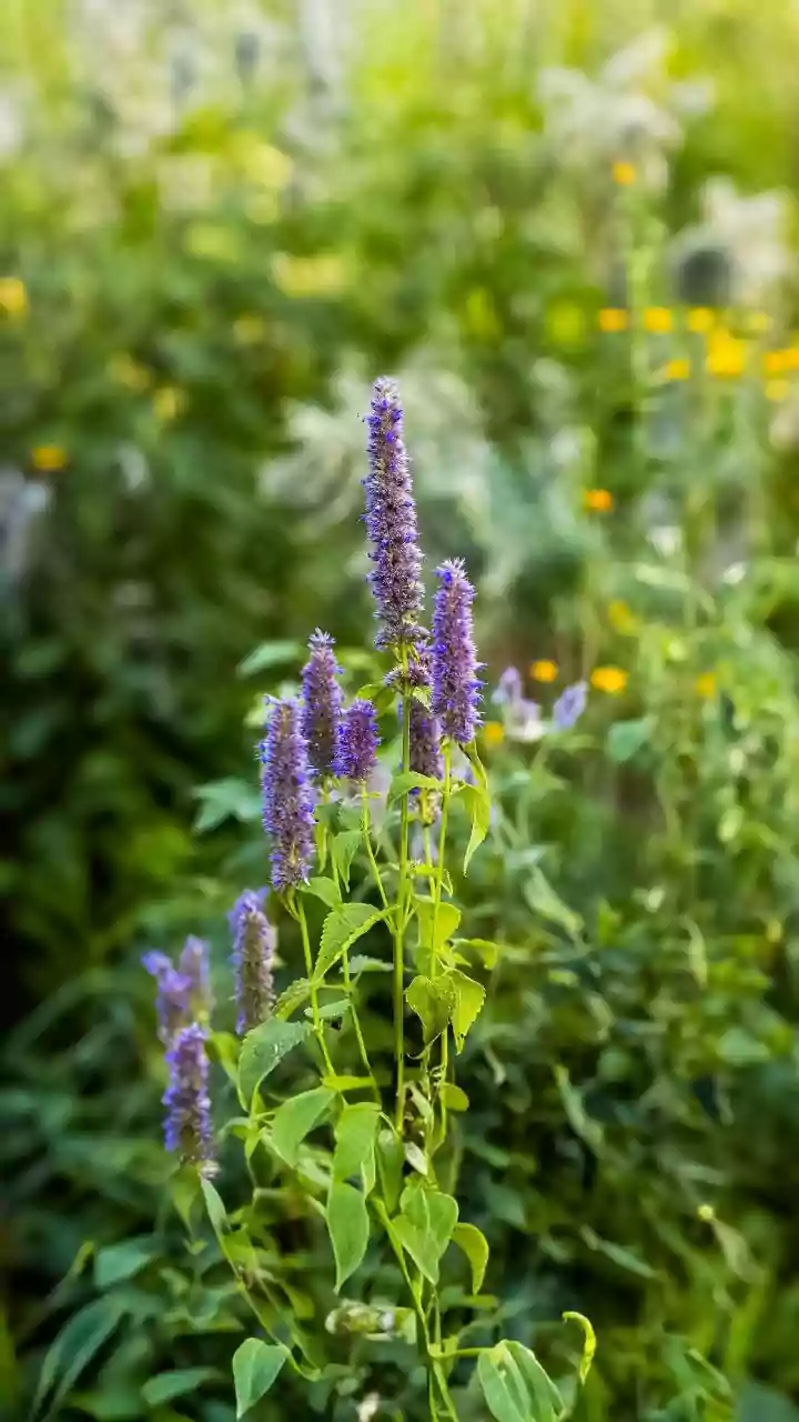 Invasive Plants: A Gardener's Guide to Troublemakers