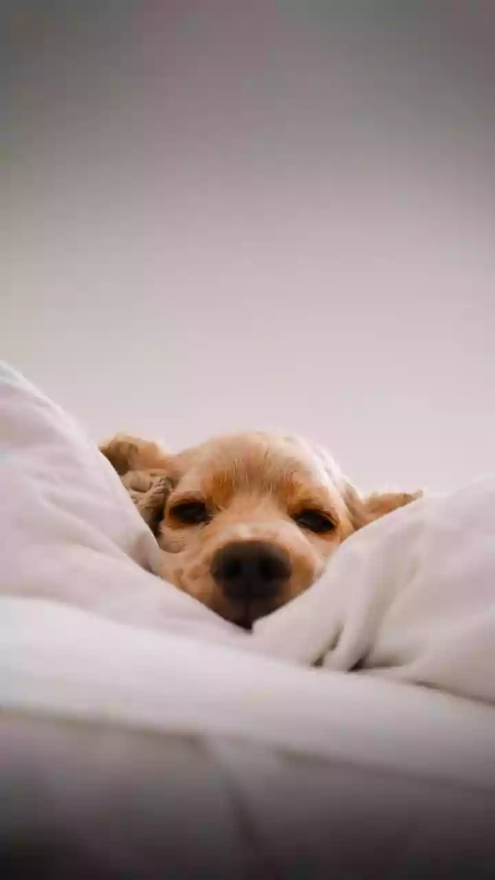 What Sleep Research Says About Technology and Bedtime Behaviour